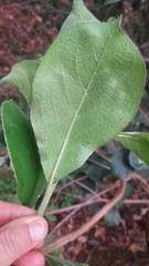 Terminalia phanerophlebia