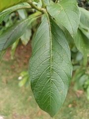 Solanum oblongifolium