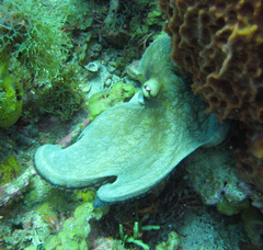 Octopus insularis