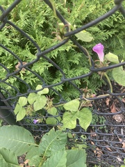 Ipomoea hederacea