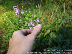 Clinopodium grandiflorum