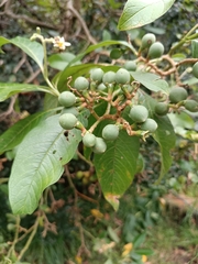 Solanum oblongifolium