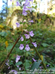 Clinopodium grandiflorum