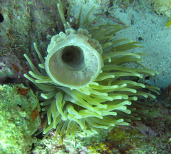 Callyspongia plicifera