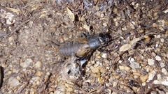 Gryllidae