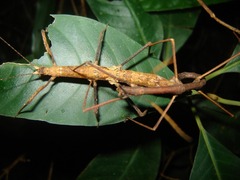 Pygirhynchus toledopizai