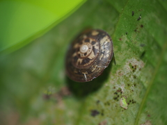 Videna electra