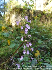 Clinopodium grandiflorum