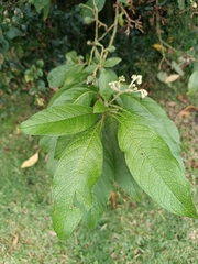 Solanum oblongifolium
