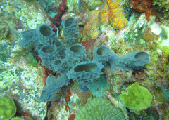 Callyspongia aculeata