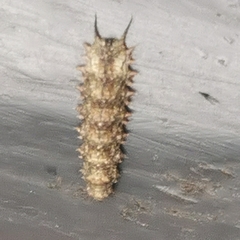 Dasysyrphus