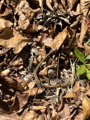 Thamnophis saurita saurita