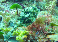 Acanthostracion polygonium