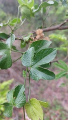 Dalechampia capensis