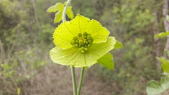 Dalechampia capensis