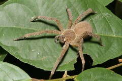 Phoneutria boliviensis