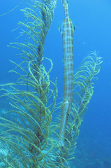 Aulostomus maculatus