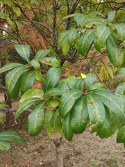 Chionanthus virginicus