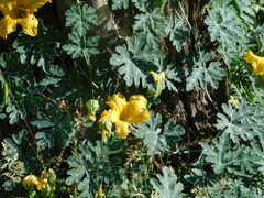 Cucurbita cordata