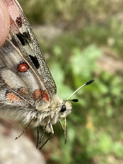 Parnassius apollo
