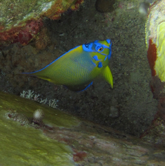 Holacanthus ciliaris