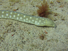 Myrichthys breviceps