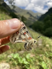 Parnassius apollo