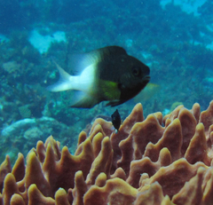 Stegastes partitus