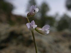 Vicia disperma