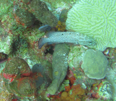 Cephalopholis cruentata