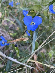 Commelina dianthifolia