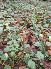 Macrotyphula fistulosa