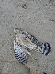 Accipiter