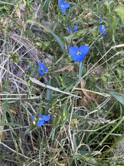 Commelina dianthifolia