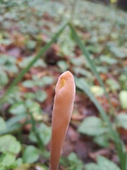 Macrotyphula fistulosa