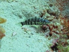 Serranus tigrinus