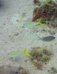 Mulloidichthys martinicus