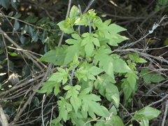 Solanum alphonsei