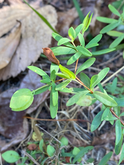 Hypericum hypericoides