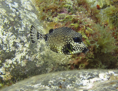 Lactophrys triqueter