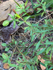 Hypericum hypericoides