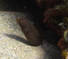 Gymnothorax miliaris