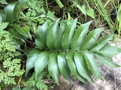 Cyrtomium devexiscapulae