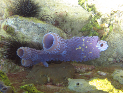 Callyspongia plicifera