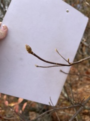 Rhododendron calendulaceum