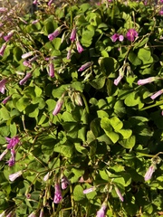 Oxalis articulata