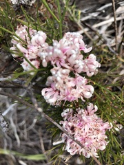 Serruria ascendens