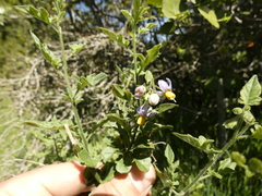 Solanum alphonsei
