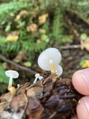 Strobilurus trullisatus