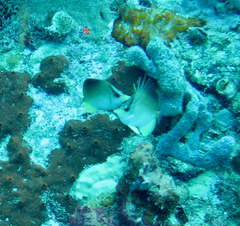 Prognathodes aculeatus